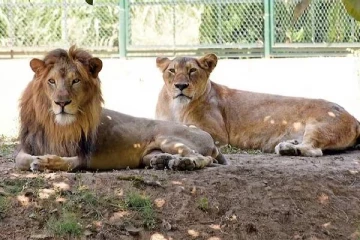 உங்க சொந்த செல்லப்பிராணிகளுக்கு இப்படித்தான் பெயர் வைப்பீர்களா? நீதிமன்றம் கேள்வி