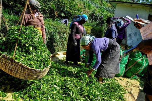 அநுரவின் வாக்குறுதிக்கு தடையாகவுள்ள பெருந்தோட்ட உரிமையாளர்கள்! | Expectation To Negotiate Salary Increase