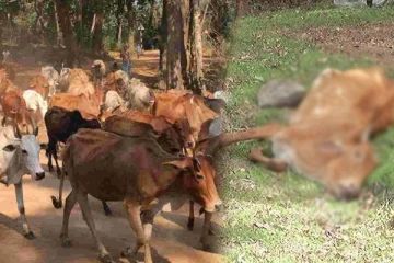 மத்திய மாகாணத்தில் கால்நடைகளிடம் பரவி வரும் நோய்!பண்ணையாளர்கள் குற்றச்சாட்டு