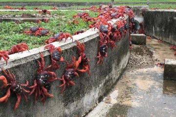 சரசரவென சாலையில் சென்ற லட்சக்கணக்கான செந்நிற நண்டுகள் - அழகை பிரதிபலிக்கும் வீடியோ