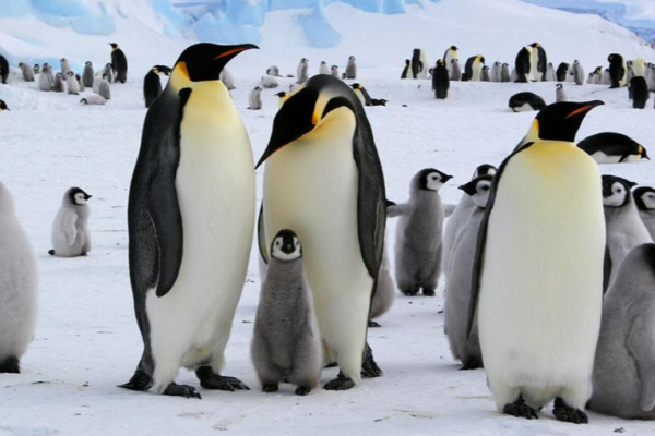 காலநிலை மாற்றத்தினால் அழியும் நிலையில் பென்குயின்கள் | Penguins On The Verge Of Extinction Antarctica காலநிலை மாற்றத்தினால் அழியும் நிலையில் பென்குயின்கள் | Penguins On The Verge Of Extinction Antarctica