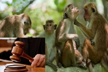 රිලව් අපනයනයට මොකද උනේ? එහි වත්මන් තත්ත්වය..