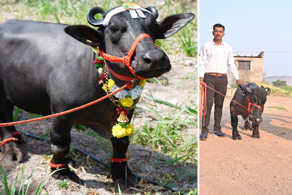 கின்னஸில் இடம்பிடித்த உலகிலேயே மிகக் குட்டையான நீர் எருமை | World Buffalo Makes It Into Guinness World Records கின்னஸில் இடம்பிடித்த உலகிலேயே மிகக் குட்டையான நீர் எருமை | World Buffalo Makes It Into Guinness World Records
