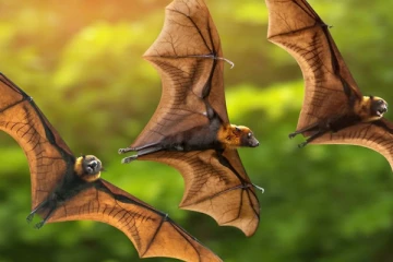 வௌவால்கள் மோதாமல் பறப்பது எப்படி தெரியுமா?