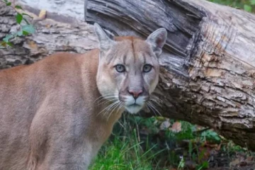 கனடாவில் கொடிய விலங்கிடமிருந்து 7 வயது மகனை மீட்ட தாய்