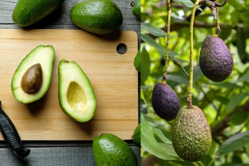 අලිගැටපේර විෂ වෙනවද? මීට පෙර ඔබ නොදැන සිටි කරුණු 5ක්.