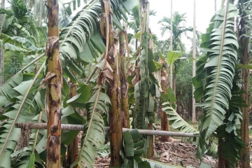 விஸ்வமடு பகுதியில் வாழைச்செய்கை காற்றினால் அழிவு(Photos)