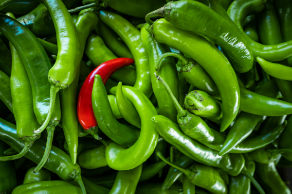 உச்சம் தொடும் பச்சை மிளகாயின் விலை | Vegetable Price In Sri Lanka Today