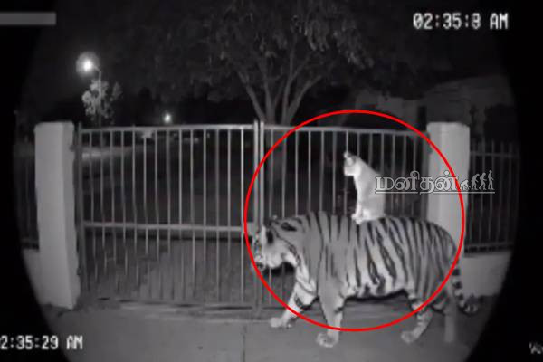 Viral video: அட என்ன அருமையாக இருக்கே.. புலி மீது ராஜா மாதிரி சவாரிச் செய்த பூனை | Cat Brings Tiger Human Home Prank Viral Ai Video