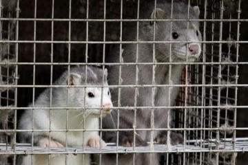 விலங்குகளிடமிருந்து பரவும் கொரோனா: ஜேர்மனியில் ஒருவர் பலி