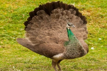 கொழும்பில் 100 அடி கோபுரத்தில் சிக்கிக்கொண்ட பெண் மயில்