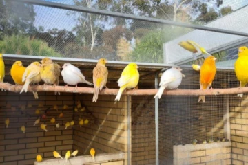 விமானத்தில் கடத்த முயன்ற 1,600 பறவைகள் பறிமுதல்