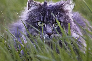 ஜேர்மன் பூனைகளுக்கு ஆகத்து மாதம் வரை பொது முடக்கம்: சுவாரஸ்ய பின்னணி