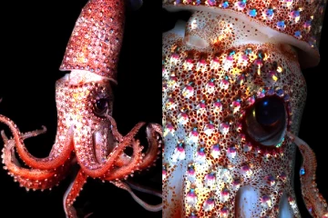 உடல் முழுதும் ரத்தினங்களால் ஆன கடல்வாழ் உயிரினம்.. இந்த நீர்வாழ் உயிரினம் பற்றி தெரியுமா?