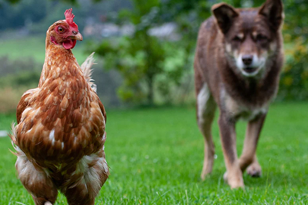 சேவலை கொன்ற தாய் சுட்டுக்கொலை; தவிக்கும் வாயில்லா ஜீவன்கள் | Dog Shot Dead After Killing Rooster