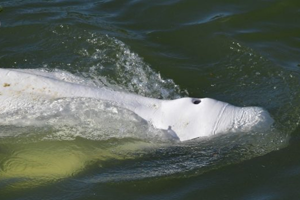 பிரான்ஸ் நதியில் சிக்கிய வெள்ளைத் திமிங்கிலம்! | A White Whale Stranded In A River In France
