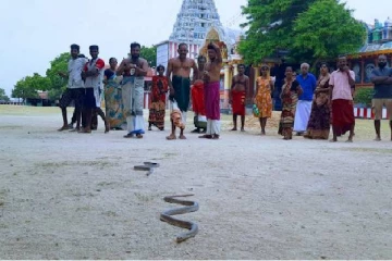 நயினாதீவு அம்மன் கோவிலுக்கு படையெடுத்த நாகபாம்புகள்!(Video)