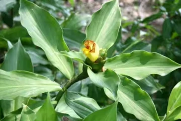 நீரிழிவு நோயை கட்டுப்படுத்த வேண்டுமா? இந்த இலையை சாப்பிடுங்க