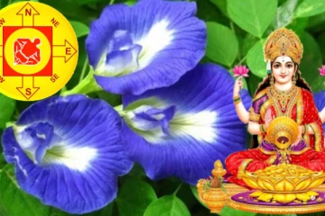 இந்த ஒரு செடி உங்கள் வீட்டில் இருந்தால் போதும் அதிர்ஷ்டம் உங்களை தேடி வரும்