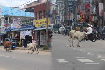 கட்டாக்காலி மாடுகளின் தொல்லை அதிகரிப்பு: வீதி விபத்துகளால் பொதுமக்கள் பாதிப்பு