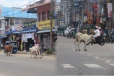 கட்டாக்காலி மாடுகளின் தொல்லை அதிகரிப்பு: வீதி விபத்துகளால் பொதுமக்கள் பாதிப்பு