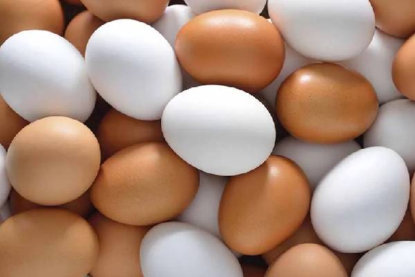 முட்டை இறக்குமதியை நிறுத்த அரசாங்கம் திட்டம் | Egg Import In Srilanka