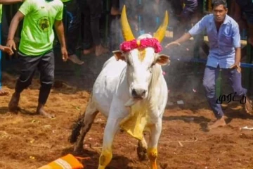 ஜல்லிக்கட்டில் சீறி பாய்ந்து வெற்றியை குவித்த காளை உயிரிழப்பு: தேம்பி அழுத முன்னாள் அமைச்சர் விஜயபாஸ்கர்