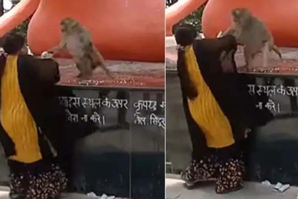 கர்ப்பிணி குரங்கிற்கும் பெண்ணிற்கும் அரங்கேறிய சண்டை! எதற்காகனு தெரியுமா? | Monkey Girl Fight Class In Viral Video