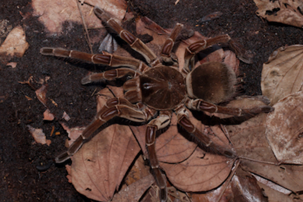 உலகிலேயே மிகப்பெரிய சிலந்தி... எங்கிருக்கிறது தெரியுமா? | The Biggest Spider In The World