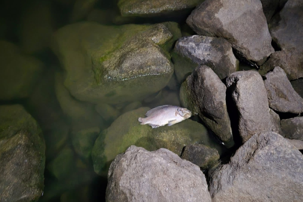 வவுனியா மக்களுக்கு பேராறு நீர்த்தேக்க நீர் குறித்து வெளியான முக்கிய தகவல் | Major Warning For Vavuniya Residents