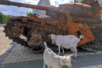 ரஷ்ய துருப்புகளுக்கு மரண பயத்தைக் காட்டிய  உக்ரேனிய ஒற்றை ஆடு: வெளிவரும் பகீர் சம்பவம்