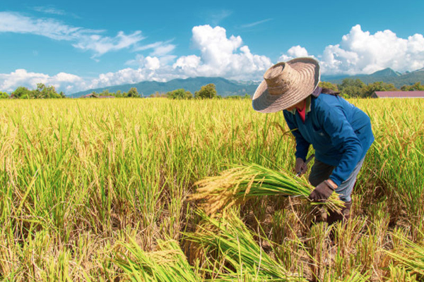 கிளிநொச்சியில் கால் நடைகளைக் கொண்டு விவசாயம் | Farming Foot Steps In Kilinochchi