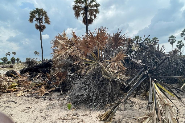 யாழில் வயல் நிலங்களுக்கு ஏற்பட்டுள்ள அபாயம்!(Photos) | Danger To Paddy Fields