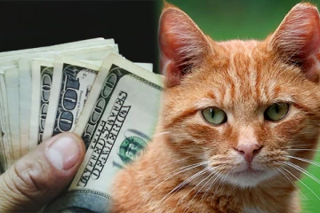 வீட்டில் செல்வத்தை அதிகரிக்கும் பூனை - எப்படி தெரியுமா?