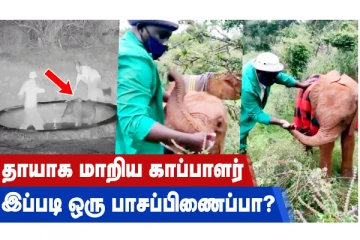 தாயாக மாறிய காப்பாளர் - இப்படி ஒரு பாசப்பிணைப்பா?