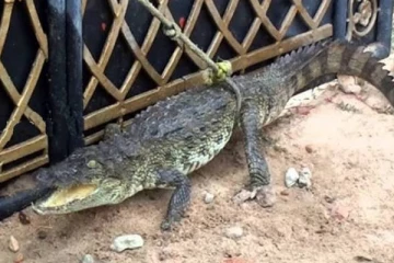 வவுனியாவில் பொதுமக்களை அச்சமடைய வைத்த முதலை!