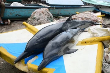 புத்தளம் வண்ணாத்திவில்லு பகுதியில் கரையொதிங்கிய டொல்பின்கள்(Photos)