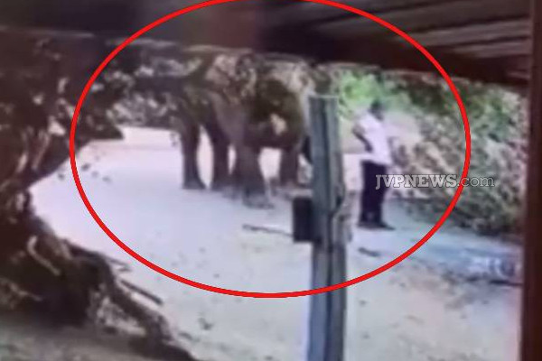 இலங்கையில் யானை ஒன்றின் வேடிக்கையான செயல்! வைரலாகும் வீடியோ! | Sri Lanka Yala National Park Elephant Fun Activity