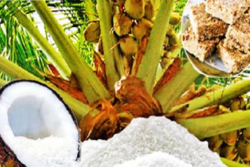 தென்னையால் இலங்கைக்கு கிடைத்த பாரிய வருமானம்