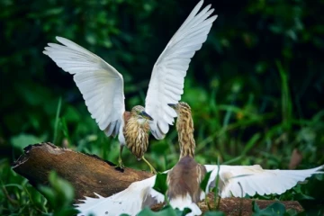 இடம்பெயரும் பறவை இனங்கள் இலங்கை வர ஆரம்பம்