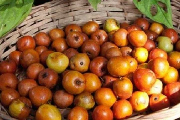 என்றென்றும் இளமையுடன் இருக்க இந்த பழத்தை சாப்பிடுங்கள்