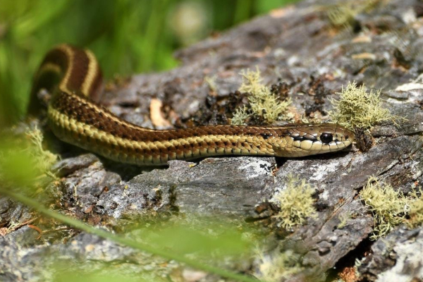 நாடாளுமன்ற அலுவலகத்தில் நுழைந்த பாம்பு; ஊழியர்கள் அச்சம் | A Snake Entered The Srilanka Parliament Office