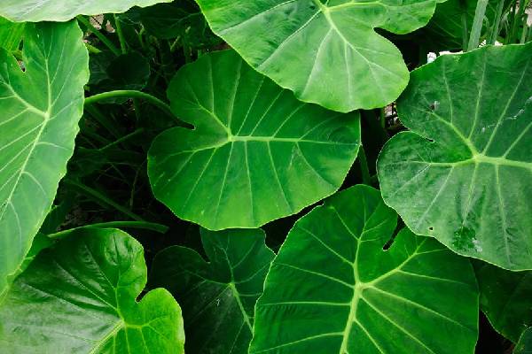 இந்த காய்கறிகளை எப்போதும் சமைக்காம சாப்பிடவே கூடாதாம் | These Vegetables Should Never Be Eaten Uncooked