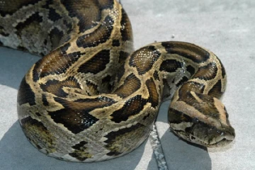 ரொறன்ரோவில் மலைப்பாம்பை தாக்கியவருக்கு நேர்ந்த கதி!