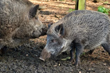 இறைச்சி ஏற்றுமதியை பாதித்துள்ள ஆப்பிரிக்க பன்றிக் காய்ச்சல்: கிழக்கு ஜேர்மனியில் மீண்டும் ஒரு சம்பவம்