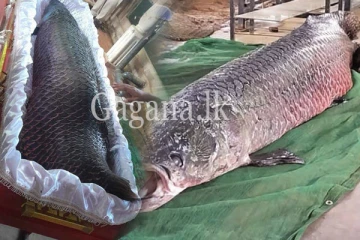 විශාල මුදලක් වැයකර නඩත්තු කළ මෙරට විශාලතම මත්ස්‍යයා මිය යයි. - (VIDEO)