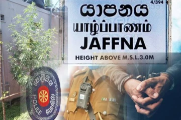 வீட்டில் கஞ்சா செடி வளர்த்த நபர் கைது... யாழில் சம்பவம்!