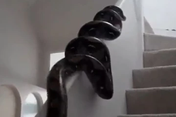 வேக வேகமாக படி ஏறும் ராட்சத பாம்பு! விழி பிதுங்க வைத்த அதிர்ச்சி காட்சி