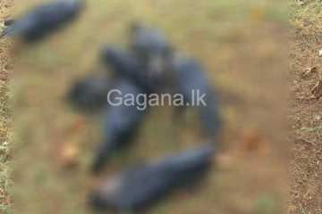 හිටි හැටියේම තැන තැන මැරී වැටෙන කපුටන්. (VIDEO)