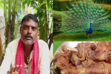 பாரம்பரிய மயில் கறி..செய்வது எப்படி? வைரலான வீடியோ - பெரும் சிக்கலில் யூடியூபர்!